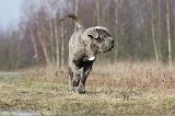 CANE CORSO 698